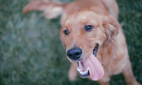 services-dog-walking