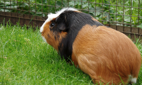 services-guinea-pig